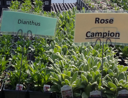 Dianthus, Rose Campion Perennial - Full sun