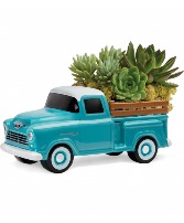 PERFECT CHEVY  Succulents T18F110