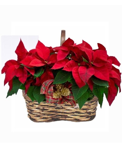 Double Poinsettias  Blooming Plant