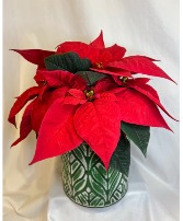 Perfect Poinsettia Holiday Plant