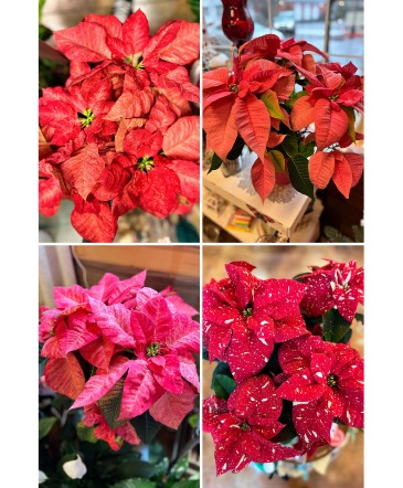 Perfect Poinsettia *ON SALE* Holiday Plant in Fairview, OR | QUAD'S GARDEN - Home to Trinette's Floral