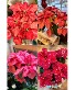 Perfect Poinsettia *ON SALE* Holiday Plant