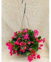 Perfectly Pink Begonia Hanging Basket