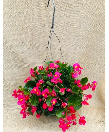 Perfectly Pink Begonia Hanging Basket