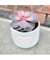 Perfectly Pink Heart Succulent Planter