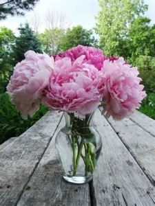 PERFECTLY PINK PINK PEONIES IN VASE