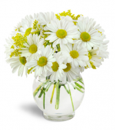 Perfectly Pleasing Daisies  