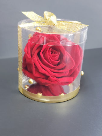 Perserved red rose Perserved roses