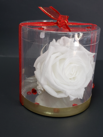 Perserved white rose Perserved rose