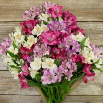 Peruvian Lily Bouquet 