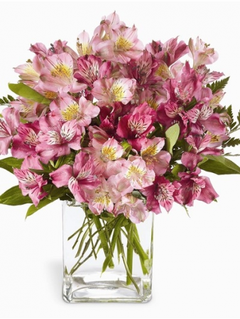 Peruvian Love Vibrant stems of Peruvian Lilies