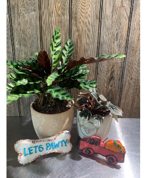 Pet friendly Plant bundle