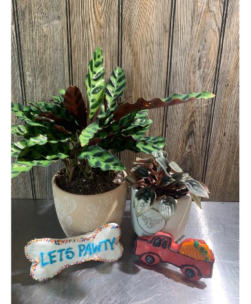 Pet friendly Plant bundle in Iowa City, IA | Every Bloomin' Thing