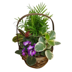The Pet Safe Plant Basket Plant