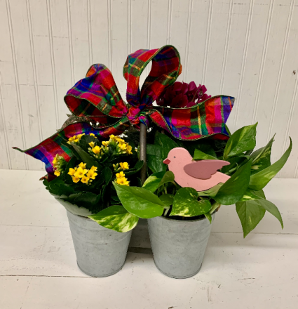 Petal Perfect Plants in Keepsake Tin