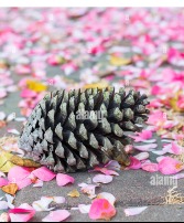 Petals and Pinecones Holiday workshop MESA