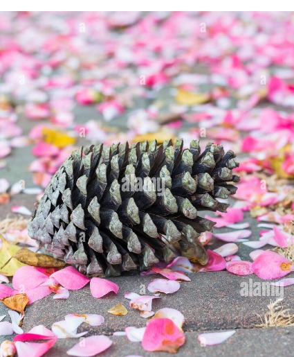 Petals and Pinecones Holiday workshop MESA
