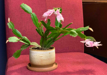 Petite Christmas Cactus Plant In Hardwick Vt The Flower Basket