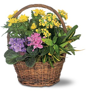 Petite European Basket plant