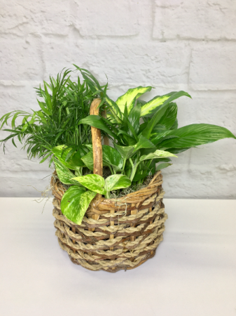 Petite Garden in Basket