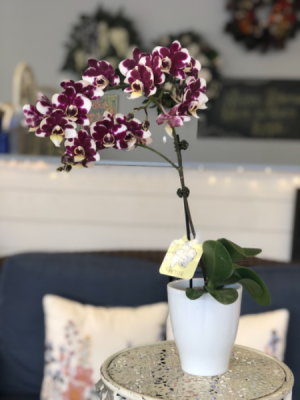 Petite Orchid Plant