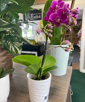Petite Orchid Plant Orchid