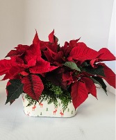 Petite Pointsettia Plant 