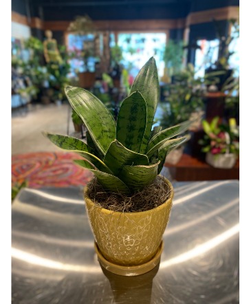 Petite Sansevieria Succulent Plant in South Milwaukee, WI | PARKWAY FLORAL INC.