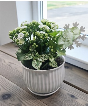 Petite Tropical Planter plant
