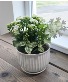 Petite Tropical Planter plant