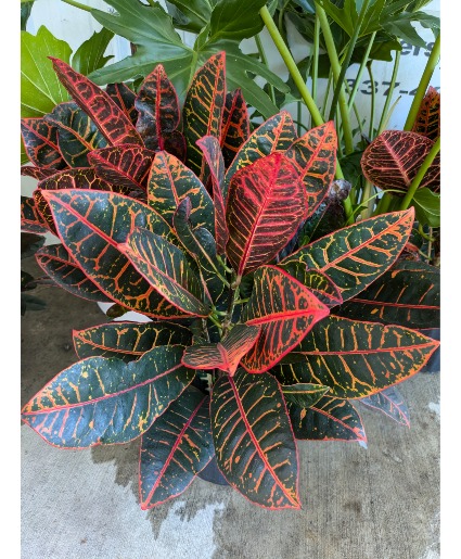 Petra Croton Plant Holiday Foliage Plant