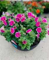 Petunia Bowl Plant