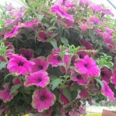 Petunia Hanging Basket