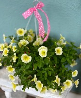 Petunia Hanging Basket
