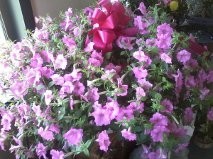 petunia hanging basket outdoor plant in Clio, MI | WILLOW COTTAGE FLOWERS AND GIFTS