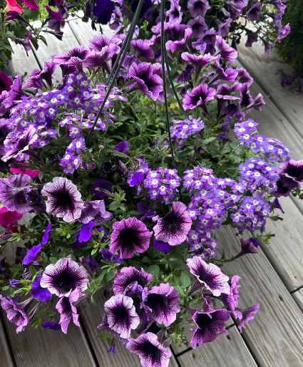 Petunia Hanging Basket Outdoor Plant