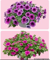 10" Petunia Hanging Basket Outdoor Plant