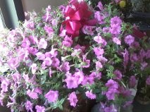 petunia hanging basket outdoor plant in Clio, MI | WILLOW COTTAGE FLOWERS AND GIFTS petunia hanging basket outdoor plant in Clio, MI | WILLOW COTTAGE FLOWERS AND GIFTS
