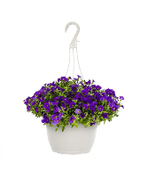 Petunia Hanging Basket PURPLE OR PINK IN COLOR