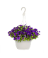 Petunia Hanging Basket PURPLE OR PINK IN COLOR