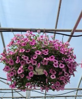 Petunia Hanging Basket Summer Plant
