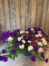 Petunia & Penta  Hanging Basket