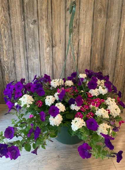 Petunia & Penta  Hanging Basket