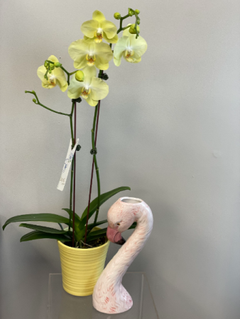 Phaelaenopsis Orchid & Flamingo Duo 