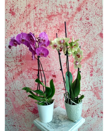 Phalaenopsis Orchids Blooming plant in Hampstead, NC | Surf City Florist