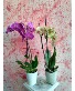 Phalaenopsis Orchids Blooming plant