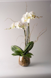 Phalaenophsis Orchid Double Bloom Decorated Plants