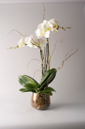 Phalaenophsis Orchid Double Bloom Decorated Plants in Colorado Springs, CO | Enchanted Florist II