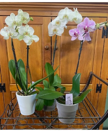Phalaenopis Orchid plant Phalaenopis plant in Lincoln, RI | LINCOLN GARDENS