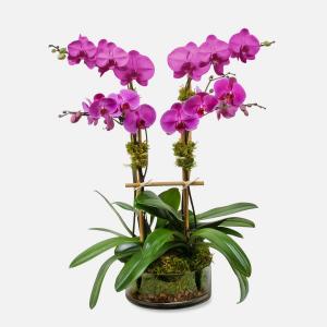 Phalaenopsis In Glass Orchid plant